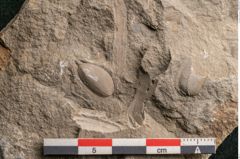 Foto (Detailansicht) von Cyclocarpus sp.  (NHMW-GEO-2024-0188-11154)